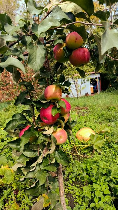 Продам дачу 10 соток, с/о Ромашка