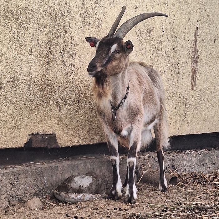 Capră alpină franceză