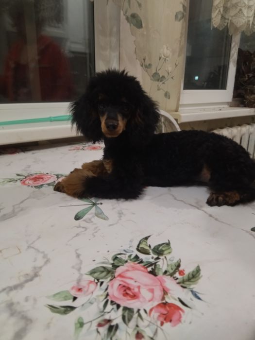 Щенки той пудель