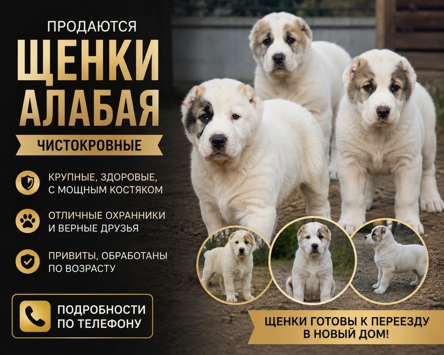 Щенки алабая