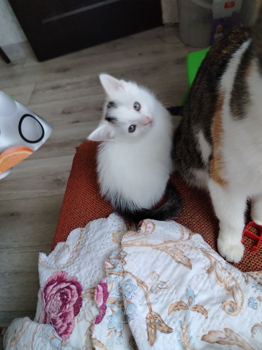 Отдам котят бесплатно