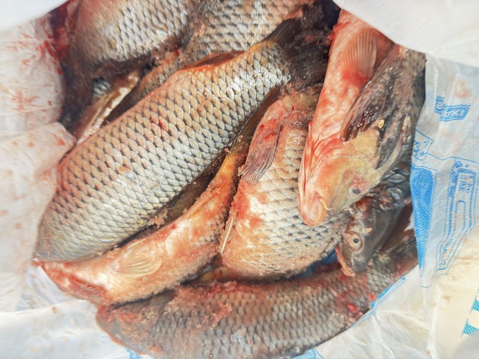 Рыба маленькие сазанчики