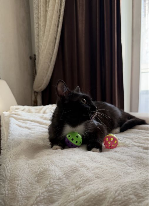 Дарю кошечку.