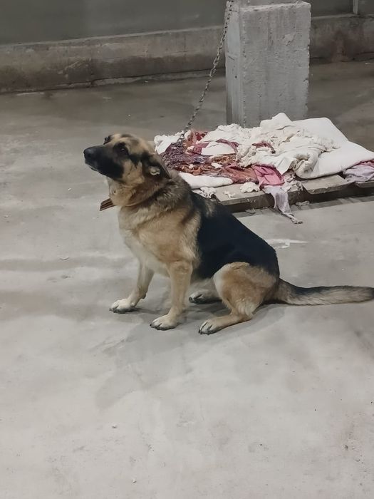 Немецкая овчарка