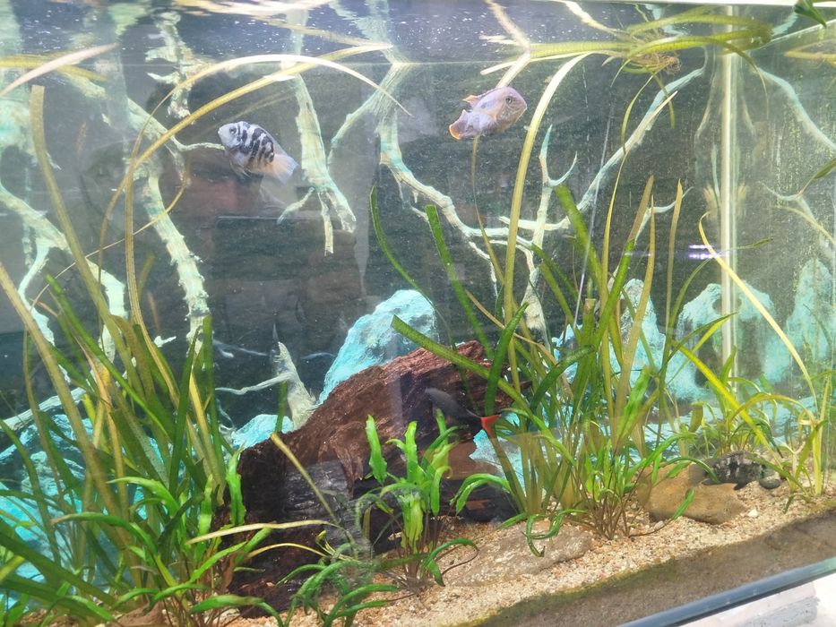 Лабео би колор 8 см