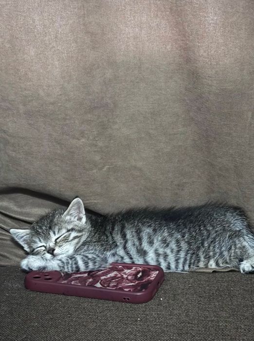 Котенок 4 месяц .