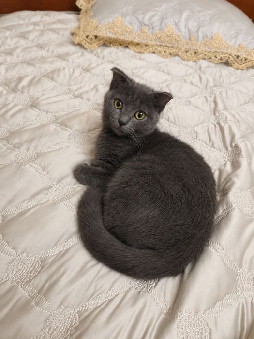 Продам котёнка Шотландской вислоухой