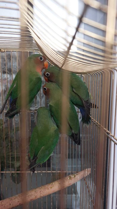 Попугайчики Неразлучники