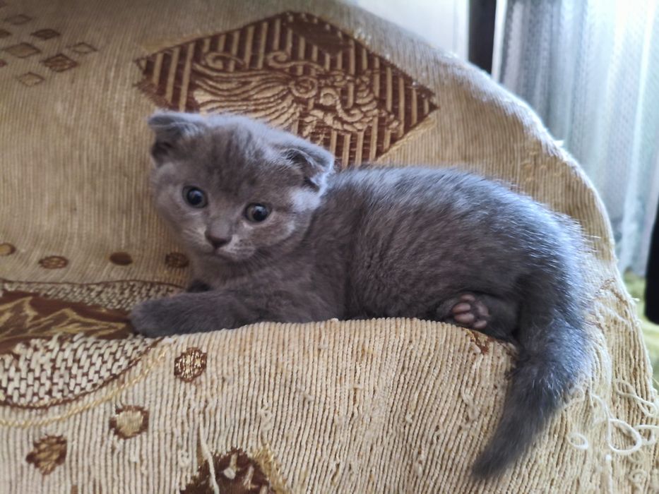 Котята шотландцы веслоухие