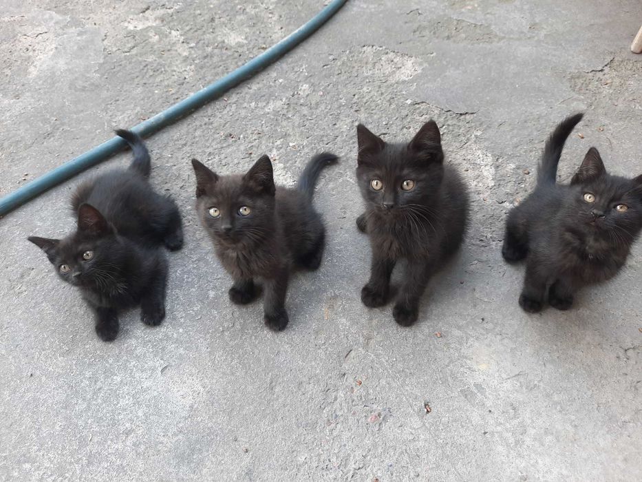 Котята кошки mushuk bolasi