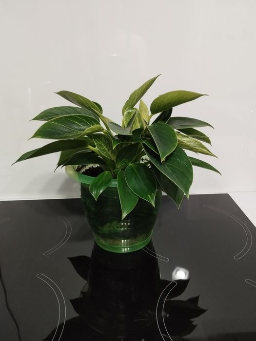 Продам филодендрон Биркин