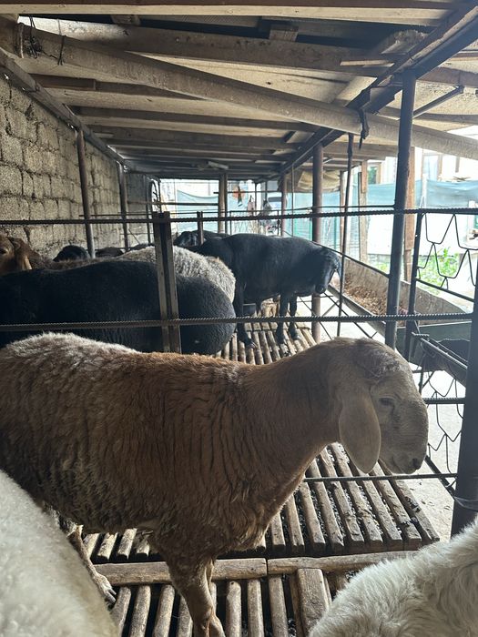 Qassob hizmati va qo'chqorlar