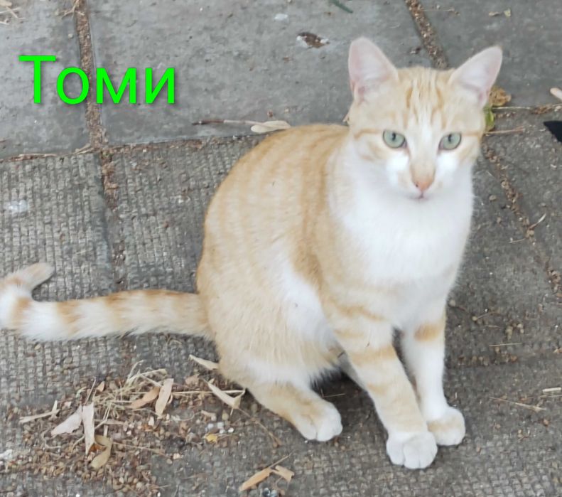 Котета на 1 годинка търсят дом/ 6 kitten looking for homes