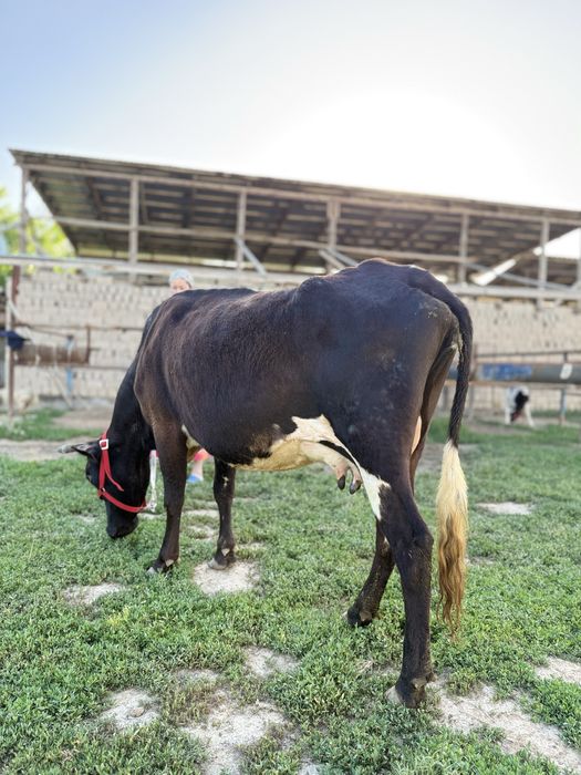 Бұзаулы сауынды сиыр