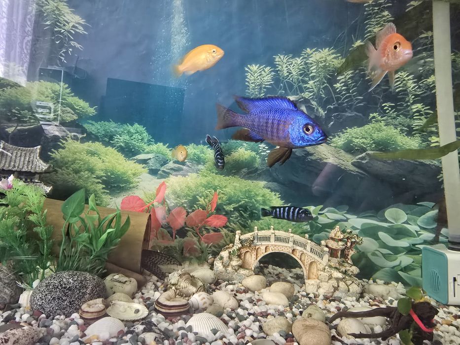 Рыбки аквариумные