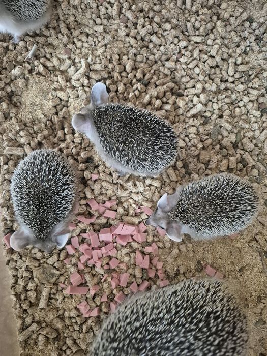 Продам Ушастых ёжиков.