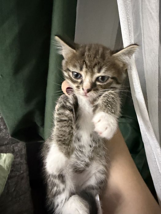 Раздаются котята