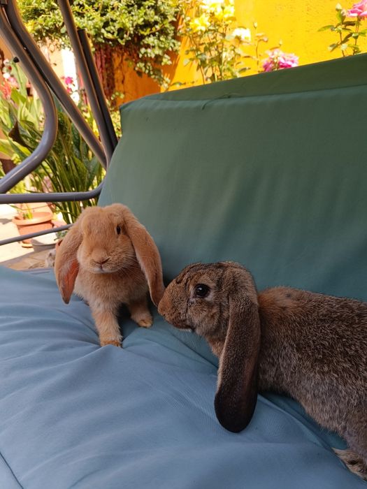 Iepuri berbec german