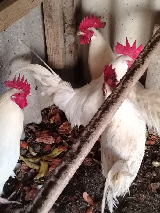 Қораздар сатылады