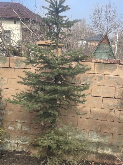 Елки, туи, кустарники