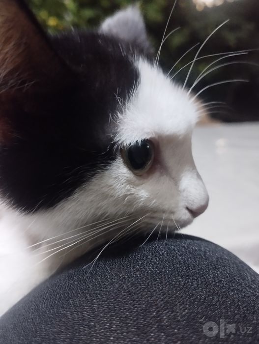 красивая котёнка Маркиз