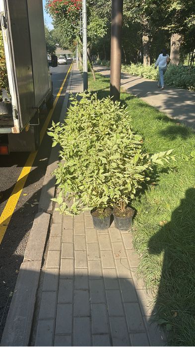 Кустарники в асортименте