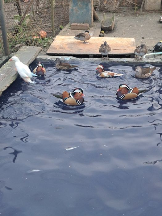 Vând rate mandarine