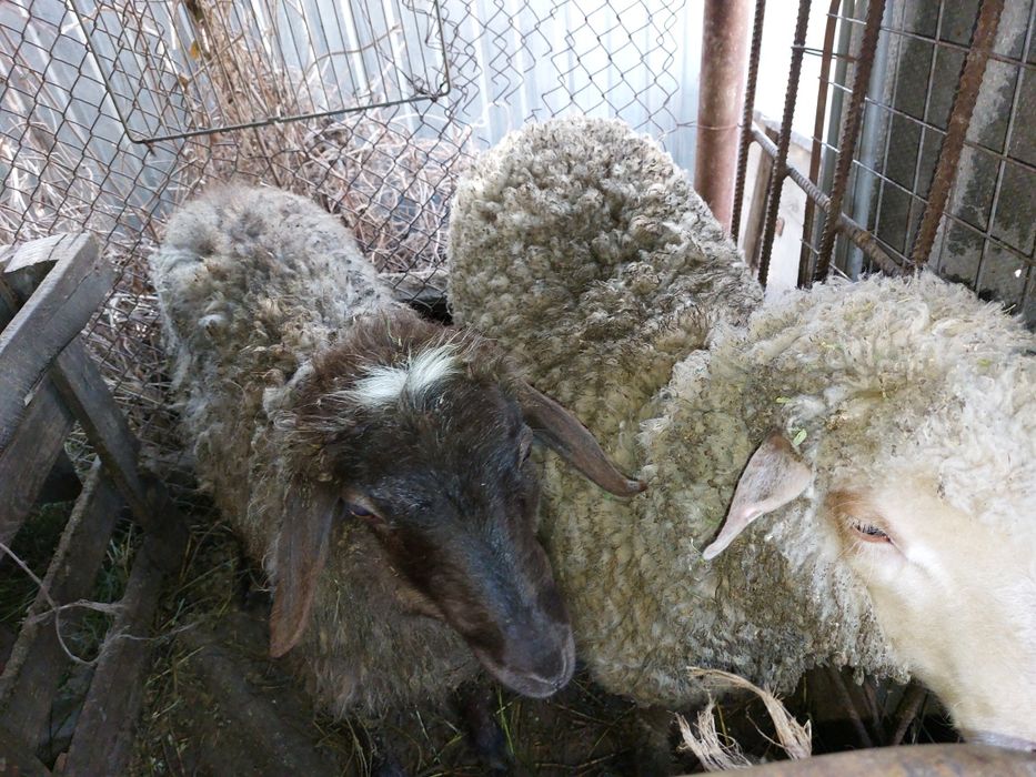 Қошқар, саулық қойлар