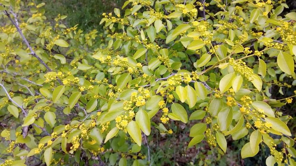 Био пчелен мед от производител