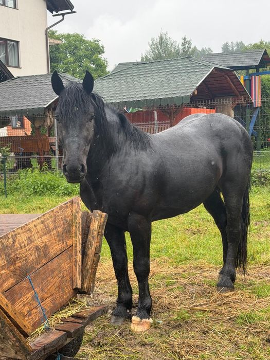 Armasar negru in  varsta de 2 ani