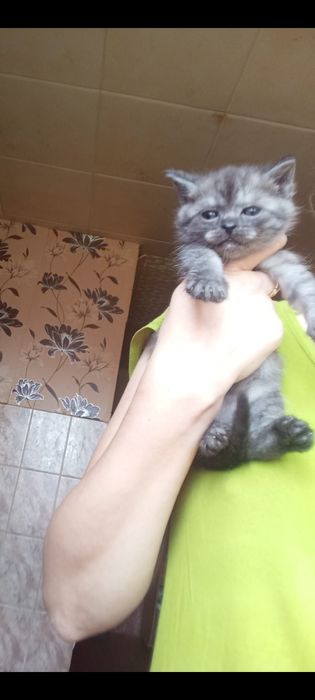 Шотланские 1 месяц
