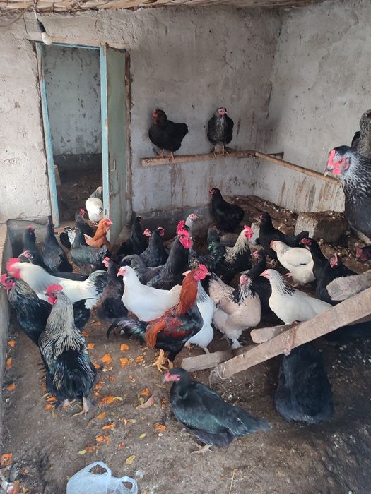 Тауыктар сатылады