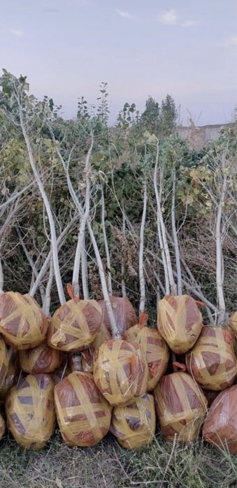 Тополя ива липа ясень карач