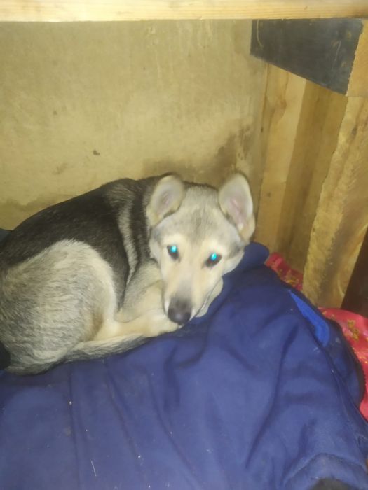 Волкособока волкодав