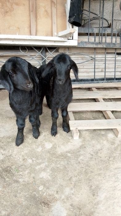 Козы сатылады 25мңнан