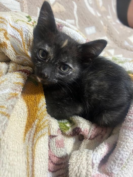 Отдам котят в добрые руки.