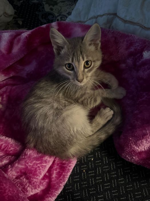 Еркек мысыкк котенок