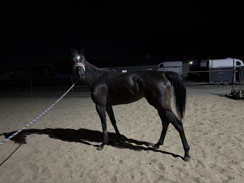 Лошади чистокровные