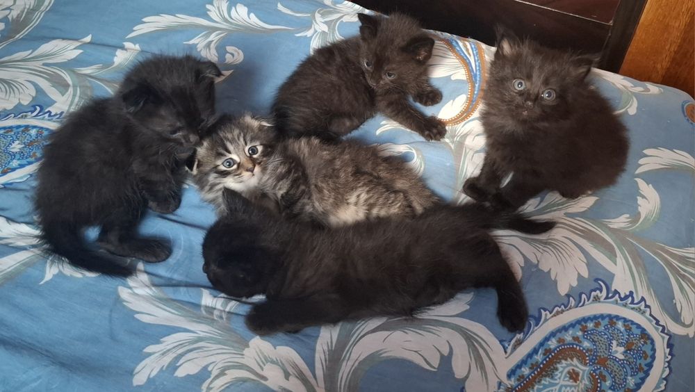 Отдам котят в добрые руки.