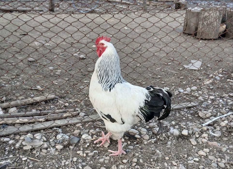 Oua gaini Brahma Negru/Sussex