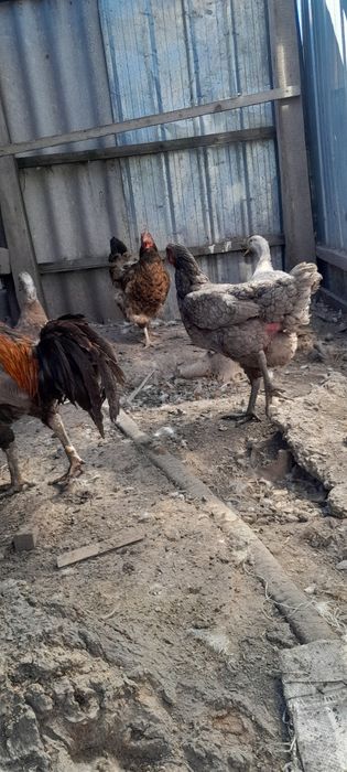 Куры домашние цветные