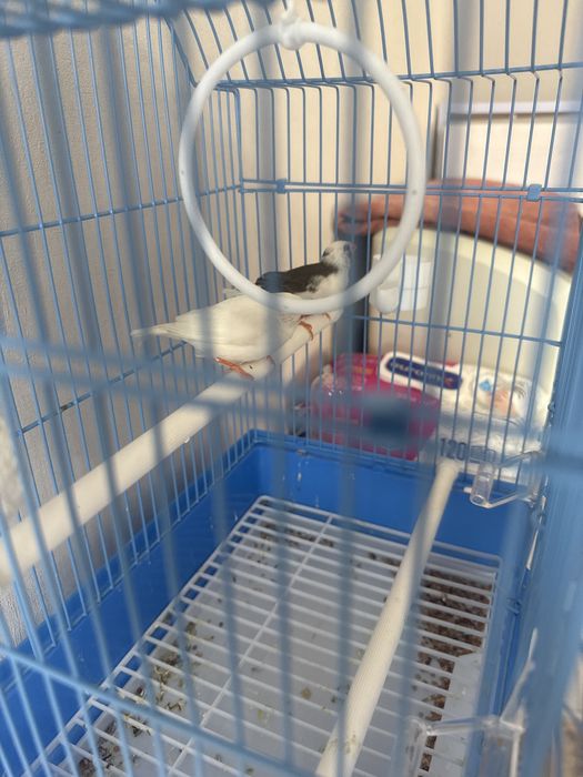 Құс сатылады әдемі таза