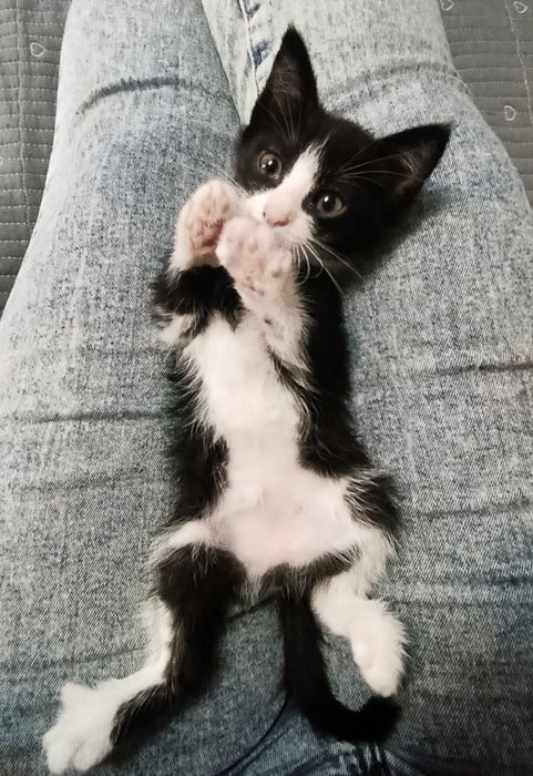 Отдам котят в добрые руки