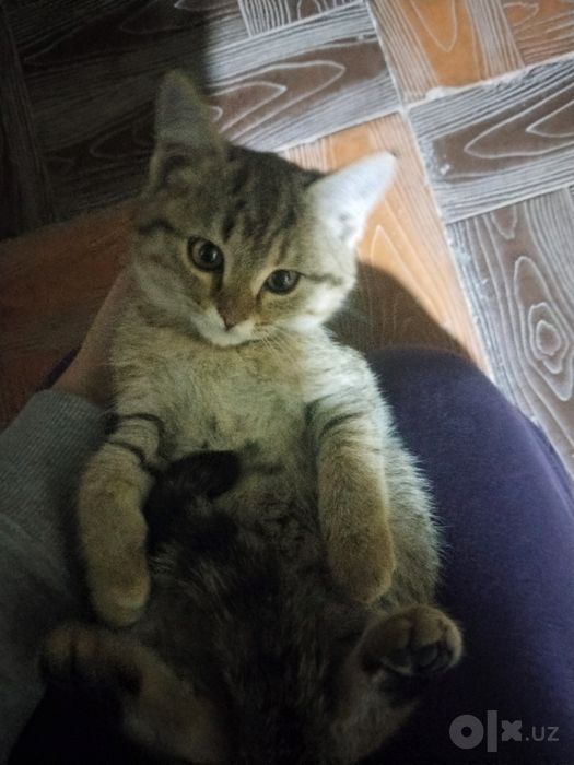 Отдаём котика в добрые руки