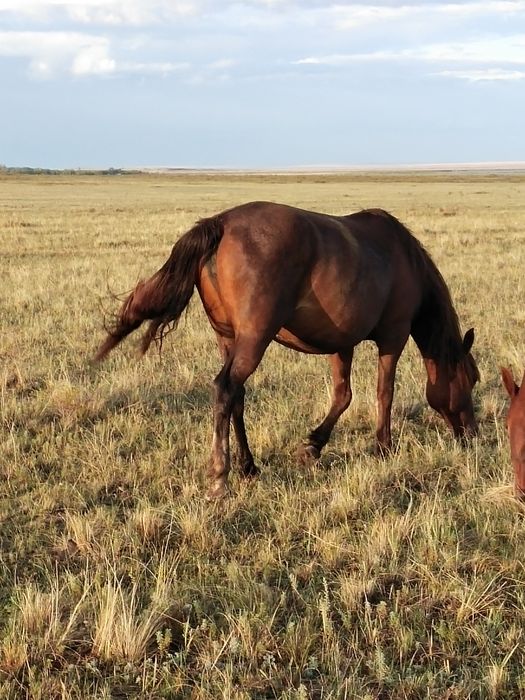 Продам кобылу жирную