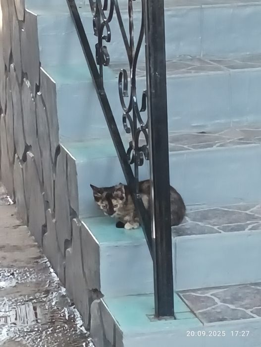 Отдам в хорошие руки. Котёнок, девочка.