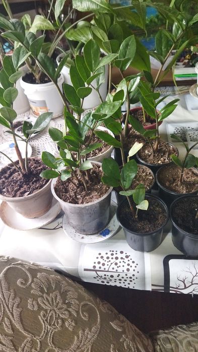 Продам  цветы недорого