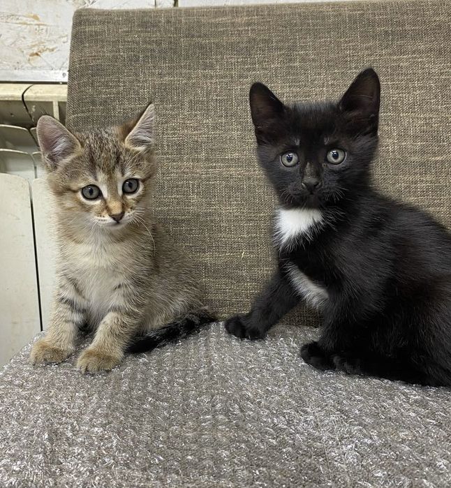 Отдам котят в добрые руки!