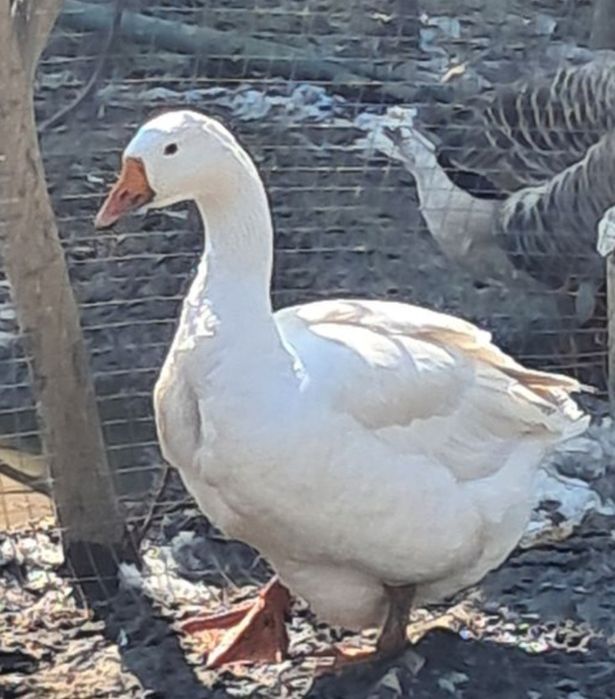 Гусята Тараз суточные.