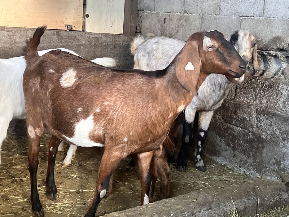 Capra si tap anglonubian